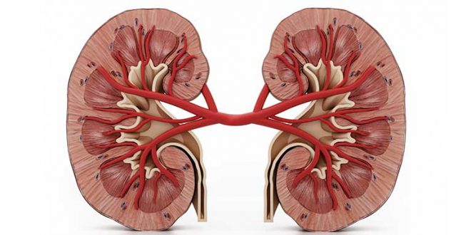 kidney-660×330