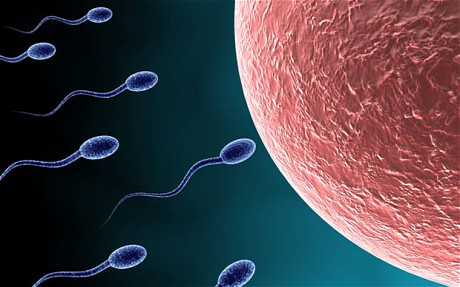 sperm_1790713c