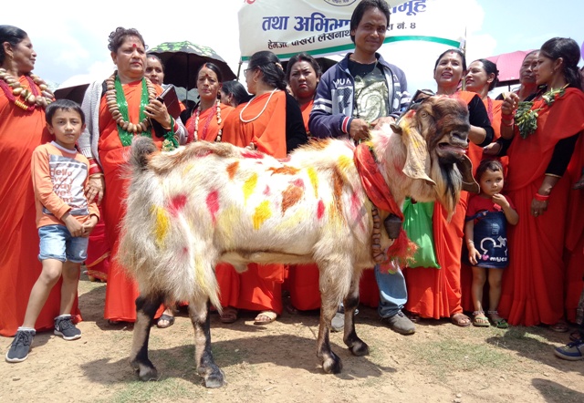 goat-bhoko-3