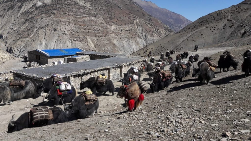 44931891_567954353639915_9052446189743505408_n