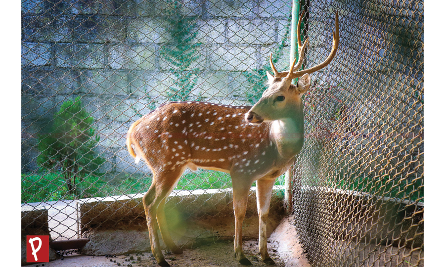 parichay_pokhara-zoo-park