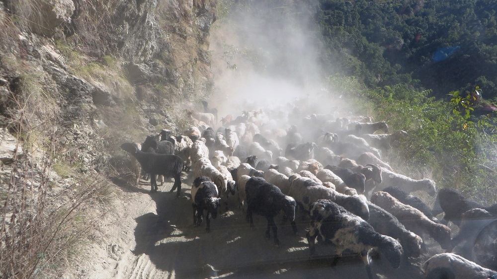 bheda chyangra manang