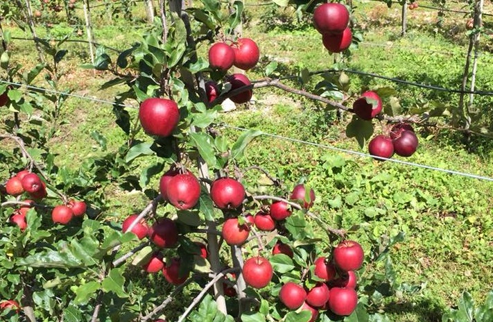 Manang Apple (2)