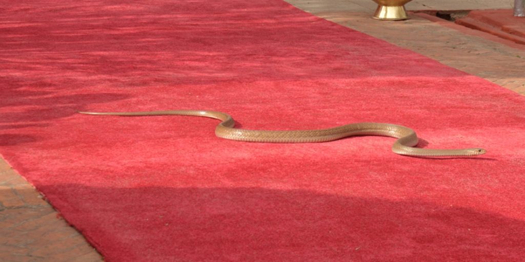 snake-redcarpet