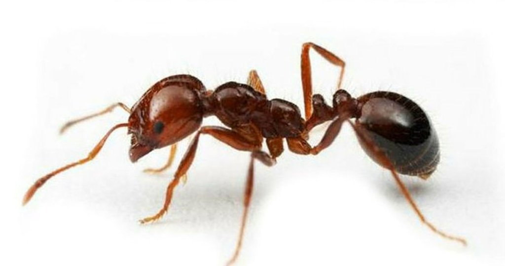 Ant