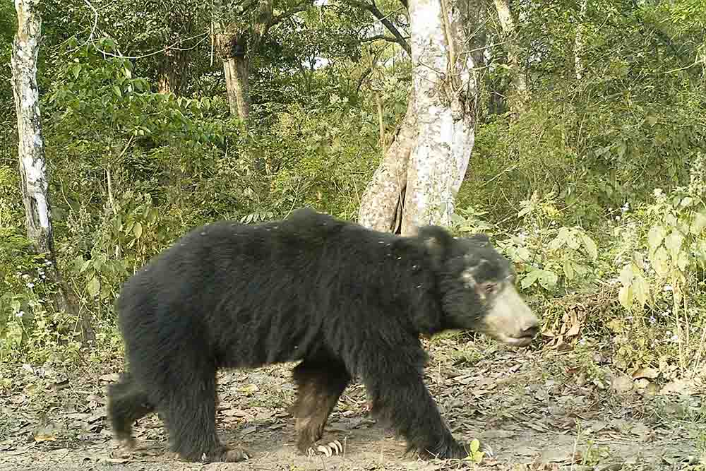 Bhalu Bear