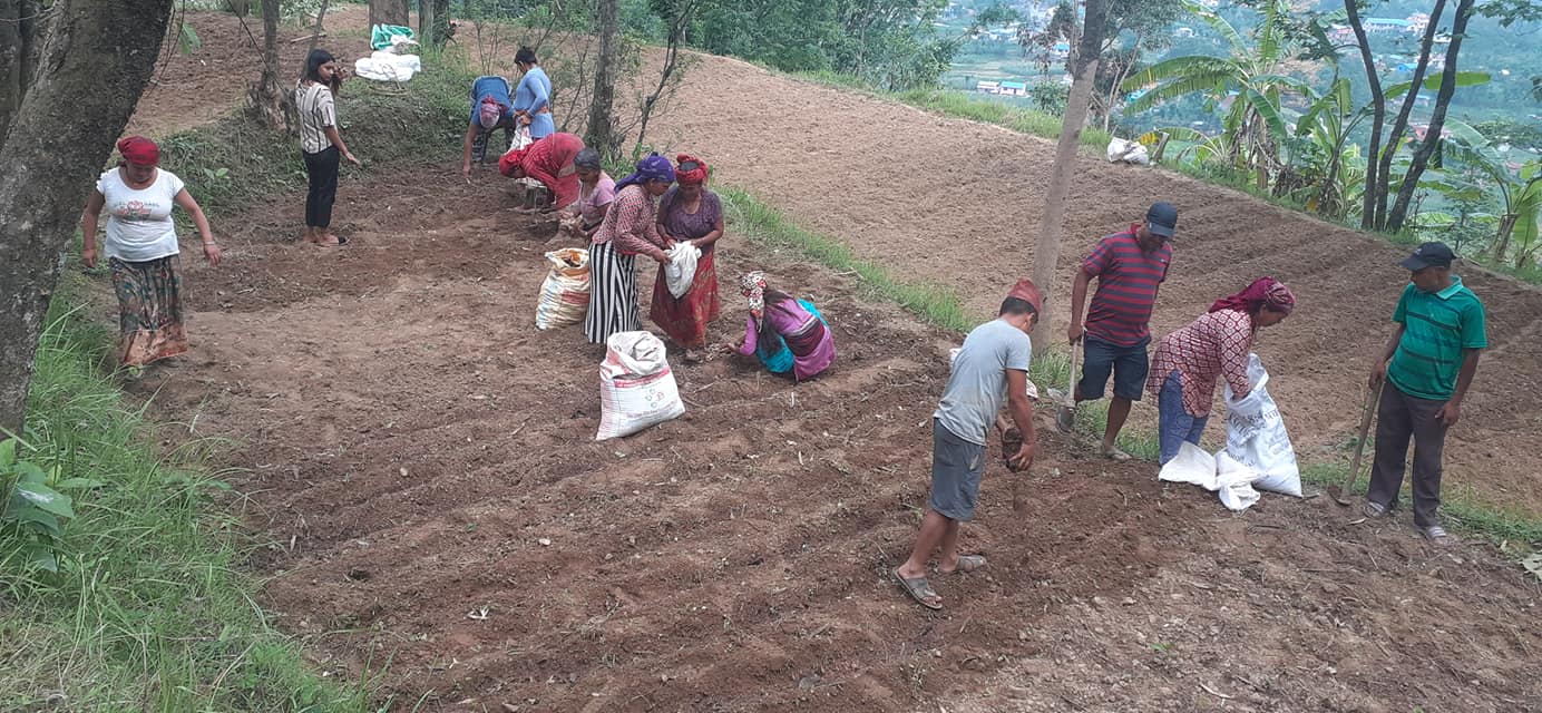 samuhik aduwa kheti (4)