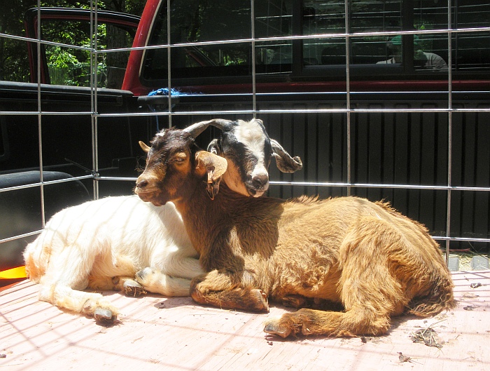goats-in-pickup-truck