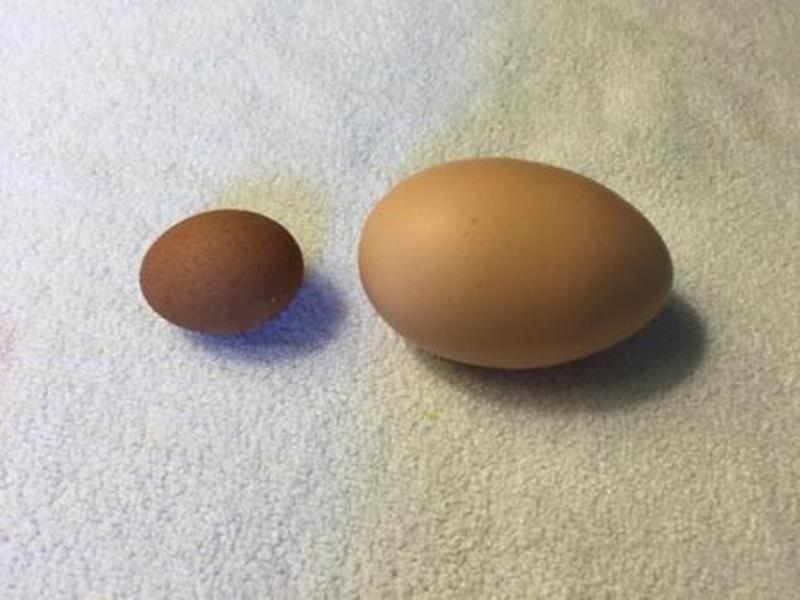 egg
