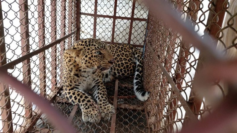 Chituwa pothi second