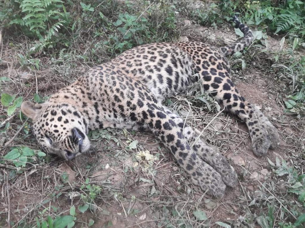 Chituwa Musekhola Tanahun