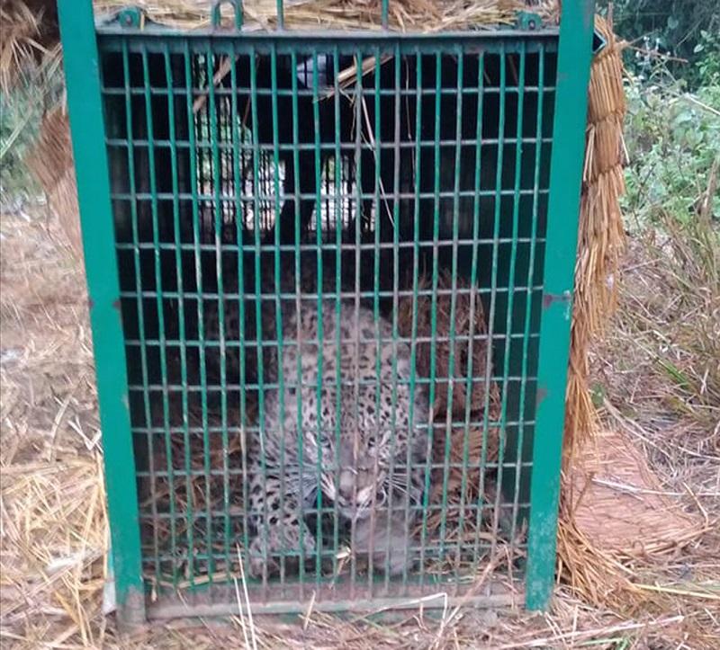 Chituwa Bandipur Khorma