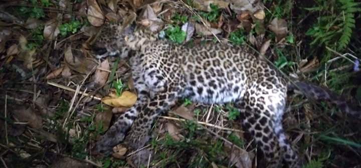 Chituwa Dead Bhanu Tanahun