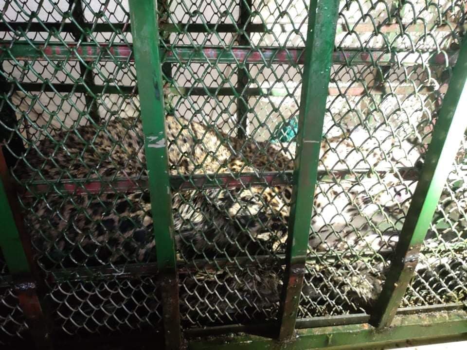 Chituwa Bandipur-3 Simpakha