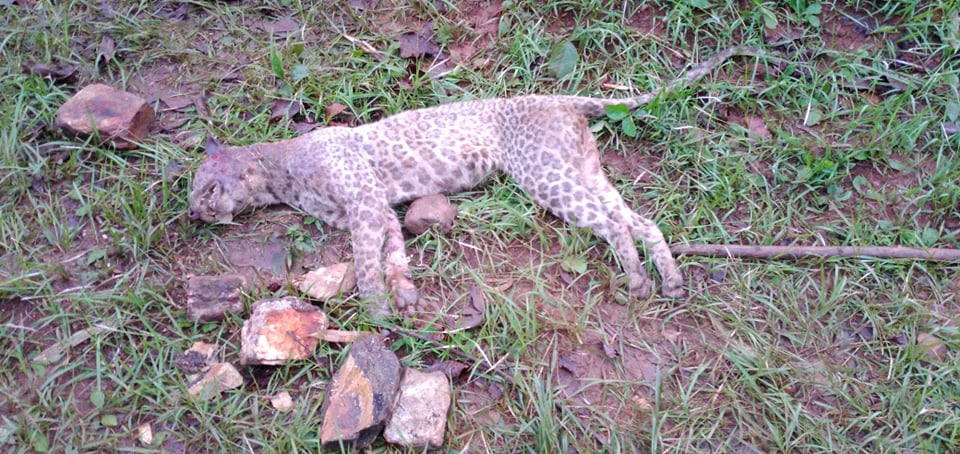 Chituwa Bhanu Ma MAriiyo1