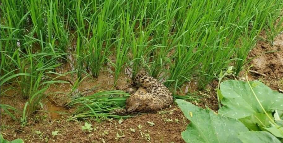 Chituwa Dead Vuas-5 Pateni