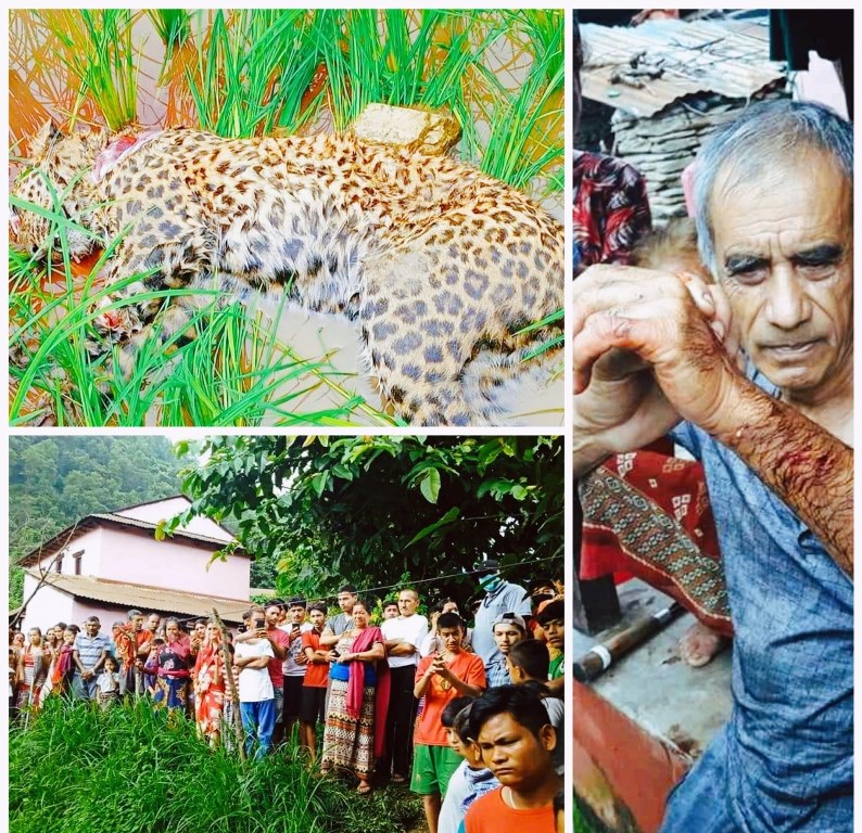 leaopard-attack-lamajung