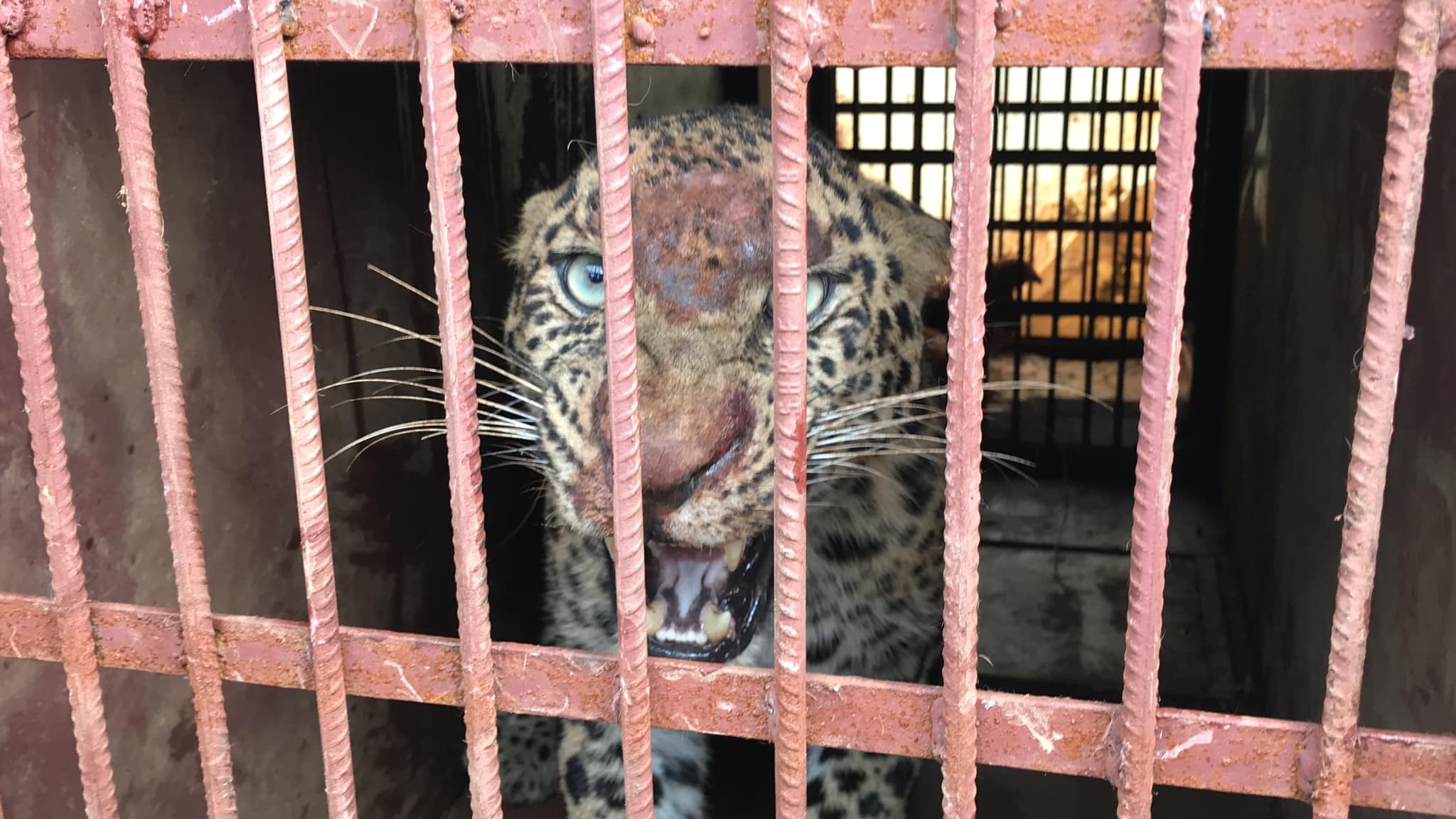 Chituwa Turlingkot Bhanu-3 Pic2