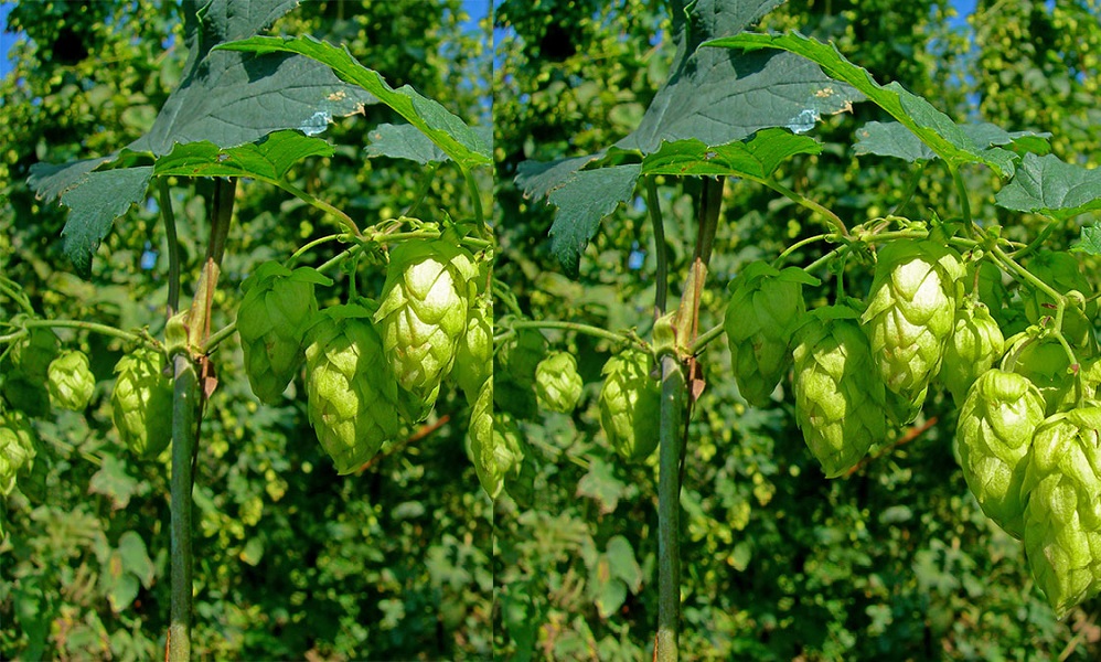 Hop-Shoots