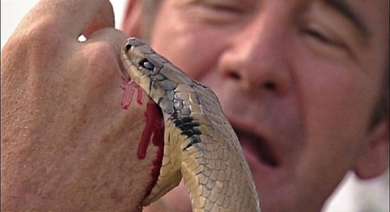 snake bite