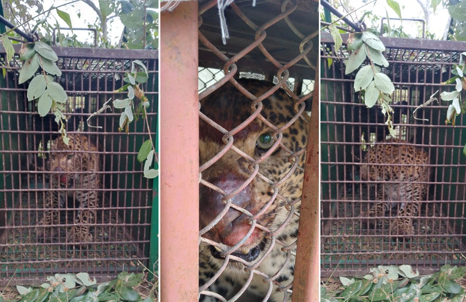 Chituwa Puwa Aabukhaireni