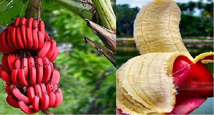 red banana