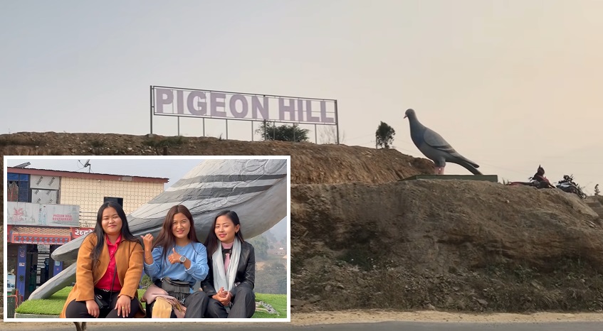 Pigeon Hill Parewa dada tanahu 1