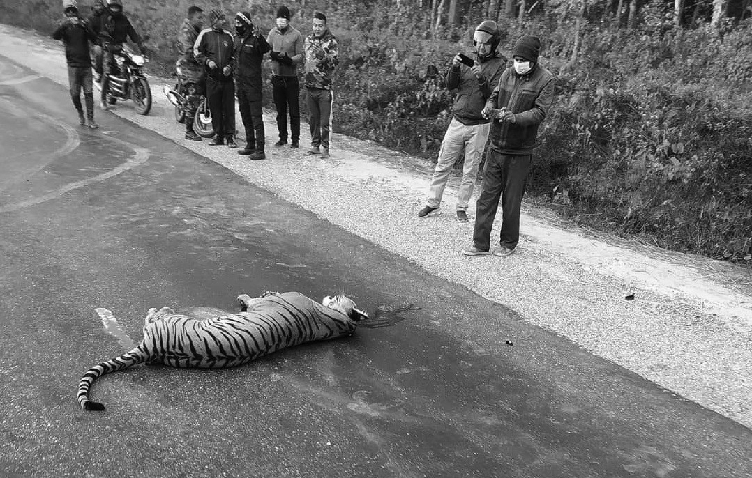 Tiger death