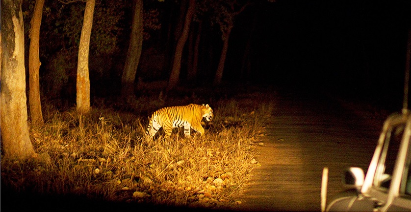 tiger on road