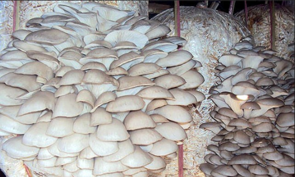 च्याउ खेती