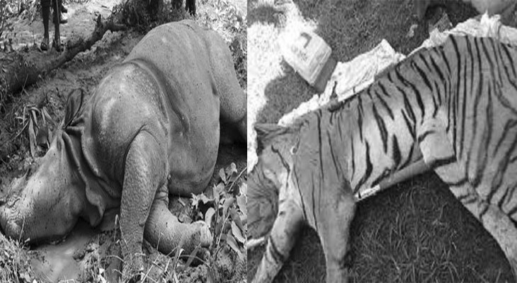 rahino and bag tiger dead mirtue