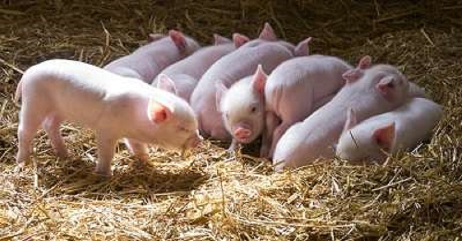 बङ्गुरपालन