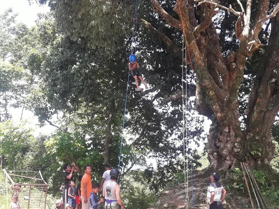 tree climbing