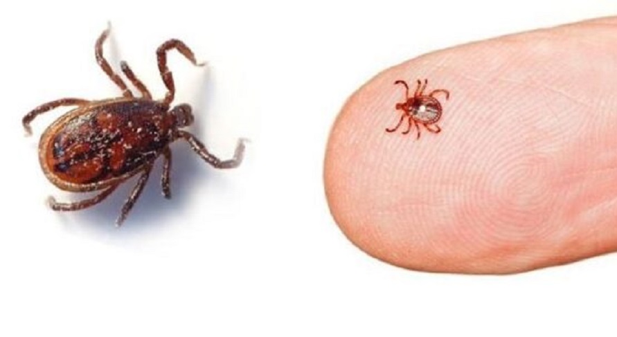 crub-Typhus-स्क्रव-टाइफस