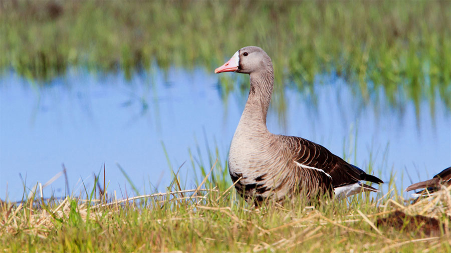 fronted_goose