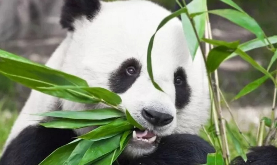 panda