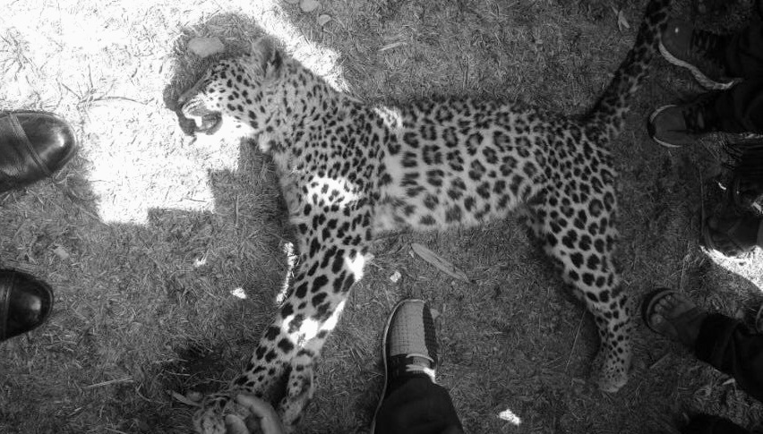 चितुवा ज्ञ