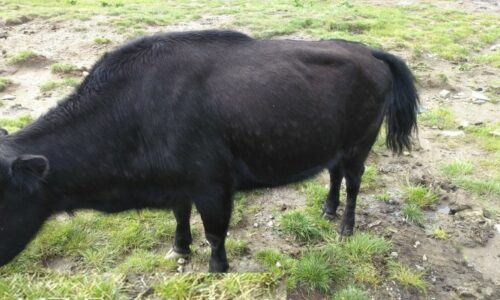 Chauri_lampi_Skin1688718687