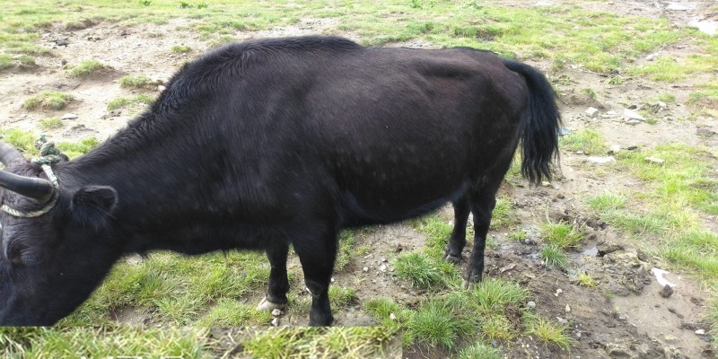 Chauri_lampi_Skin1688718687