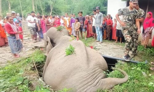 Wild_Elephant_Kanchanpur