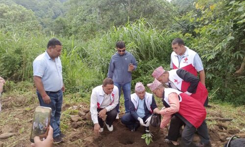 tree plantation.jpg1