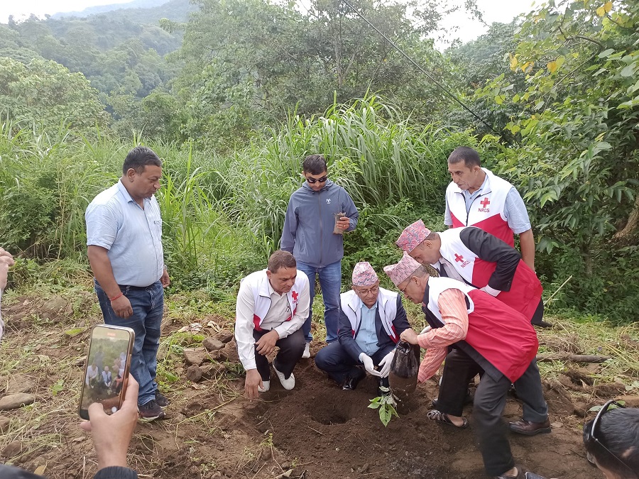 tree plantation.jpg1