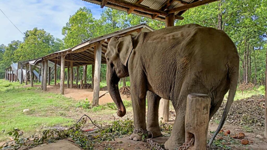 gauri-kali_gTVOOrHxDl