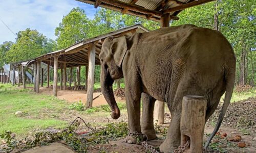 gauri-kali_gTVOOrHxDl