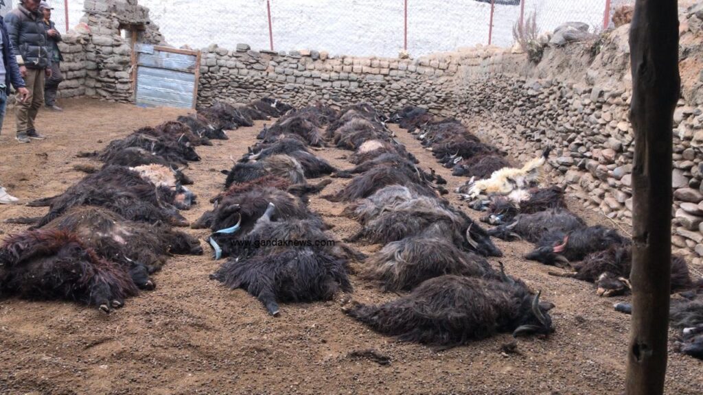 himchituwa-attack-chyangra