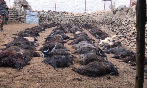 himchituwa-attack-chyangra