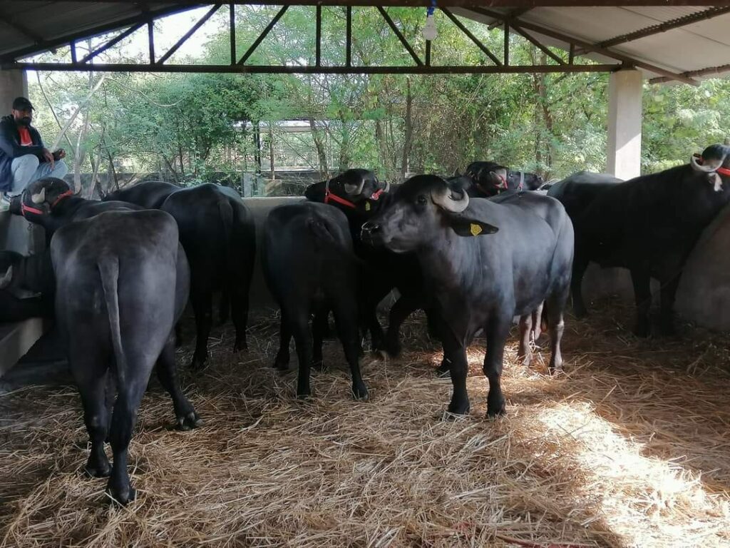 pokhara murra ranga (1)