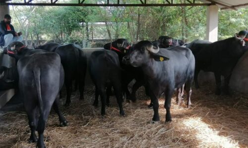 pokhara murra ranga (1)