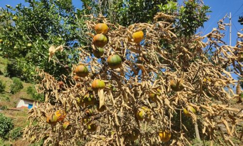 Bot-sukyako-suntala-1