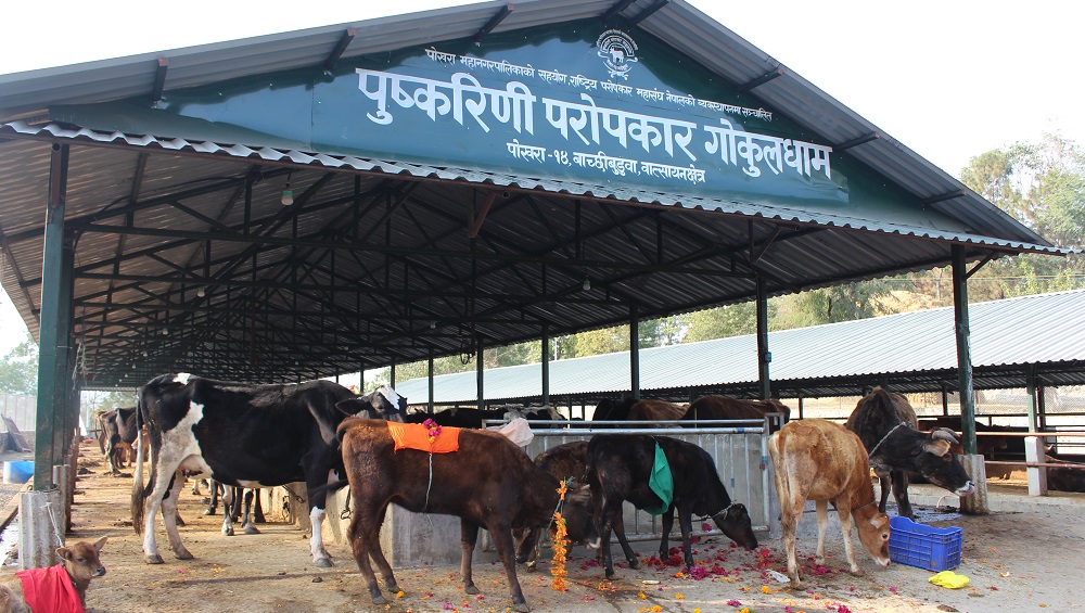 gaushala (1)